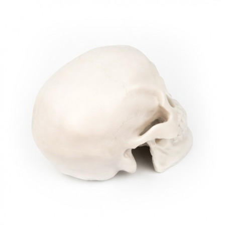 Silikonowa czaszka do ćwiczeń - Silicone skull